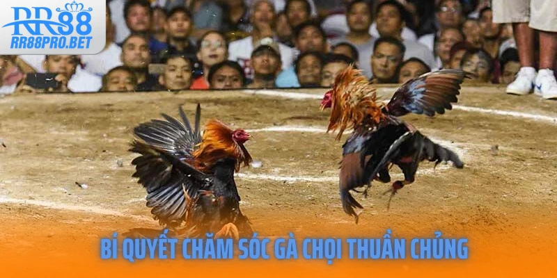 Bí quyết chăm sóc gà chọi thuần chủng