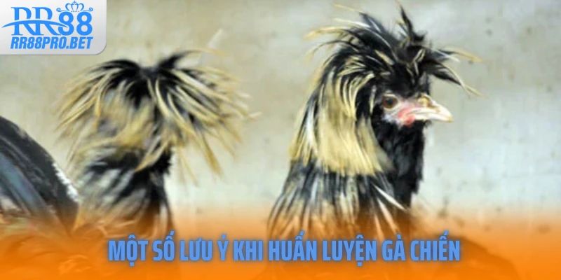 Một số lưu ý khi huấn luyện gà chiến 